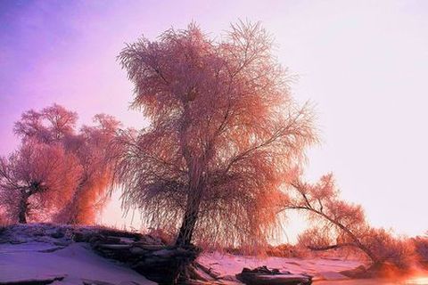 <哈尔滨-虎林园-雪乡-吉林5日游>轻松惬意东北游（当地游）