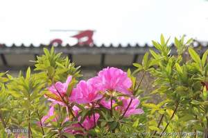 天津到云南<丽江最美三股水景、游览昆明【鲜花市场】环飞8日