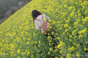 【周边赏油菜花一天】广州公司员工去花都红山村｜醉美山村旅游