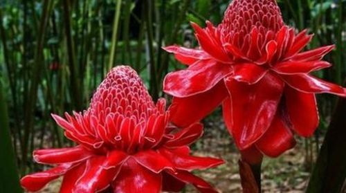 [元旦]<昆大丽6日游>蜜月，度假旅游首选（当地游）