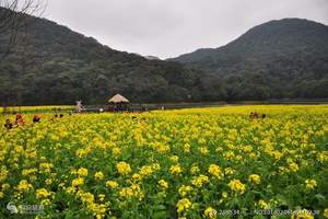 清明节特辑---秦巴天府、畅游花海汉中休闲二日游