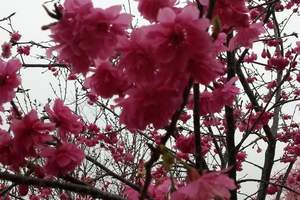 从化天适樱花悠乐园、摘果一日游