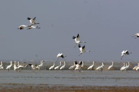 <鄱阳湖湿地公园-景德镇2日游>九江参团，特价产品